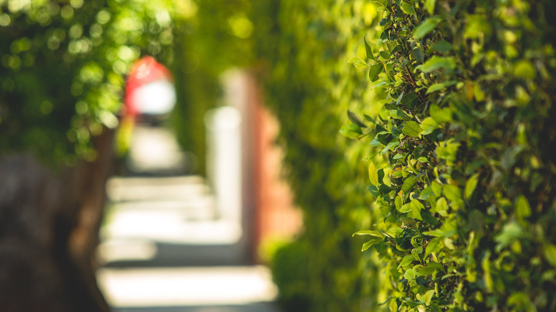 A verdant hedge lining a sunlit outdoor pathway